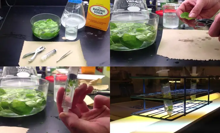 Examining Photosynthesis with Leaf Disks