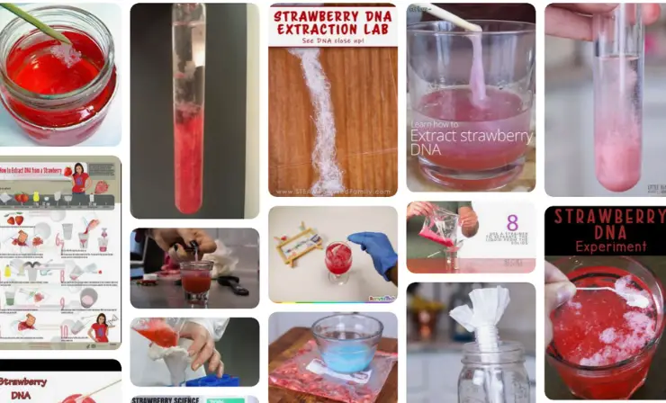 Extracting DNA from Strawberries