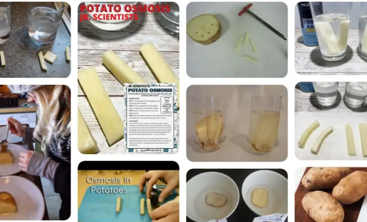 Investigating Osmosis with Potato Slices
